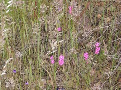 Silene scabriflora