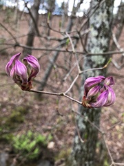 Rhododendron prinophyllum
