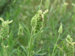 Lavandula viridis