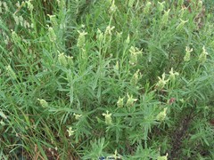 Lavandula viridis