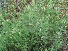 Lavandula viridis