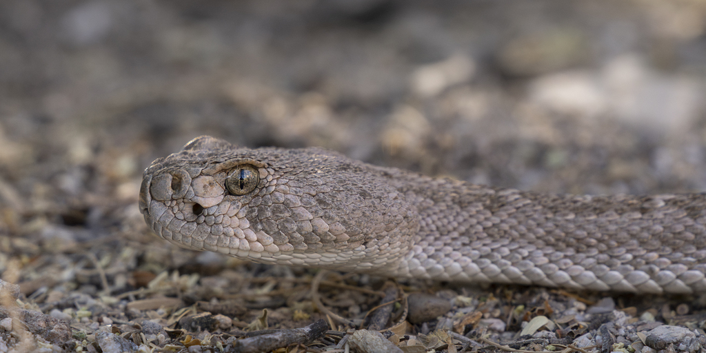 Western Diamond-backed Rattlesnake from Pima County, AZ, USA on May 1 ...