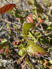 Acalypha californica
