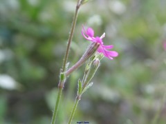Silene scabriflora