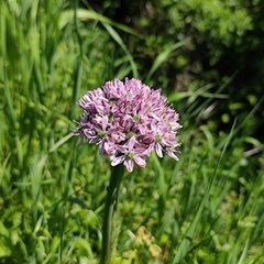Allium nigrum, photograph (c) Francesco Santoro, some rights reserved (CC BY)
