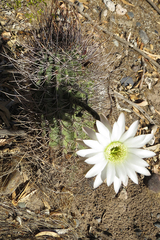 Echinopsis leucantha