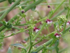 Scrophularia canina