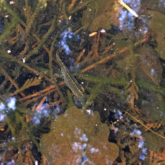 Ichthyosaura alpestris alpestris