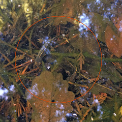 Ichthyosaura alpestris alpestris