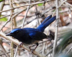 Cyornis hainanus
