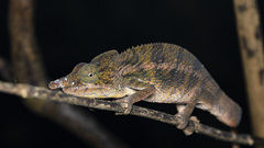 Angel's Chameleon photo 5