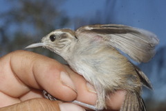 Uropsila leucogastra