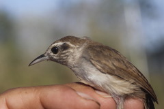 Uropsila leucogastra