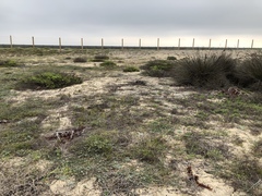 Lepus californicus bennettii