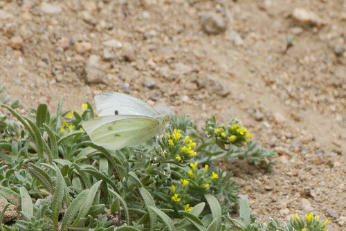 Small White