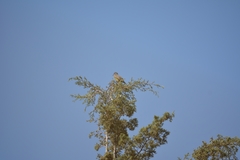 Tyrannus vociferans