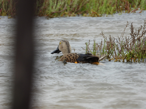 iNaturalist image