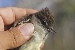 Myiarchus yucatanensis
