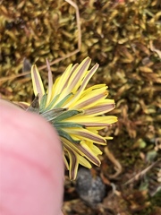 Taraxacum lacistophyllum