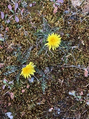Taraxacum lacistophyllum