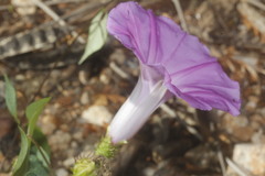 Ipomoea crinicalyx