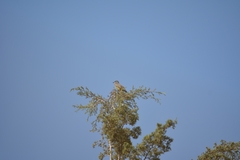 Tyrannus vociferans