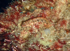 Alloclinus holderi