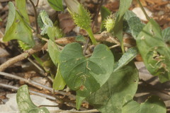 Ipomoea crinicalyx