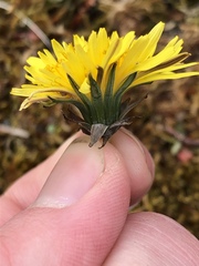 Taraxacum lacistophyllum