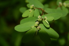 Euphorbia erythroclada
