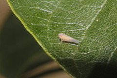 Omolicna