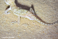 Stenodactylus petrii