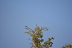 Tyrannus vociferans