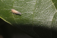Omolicna