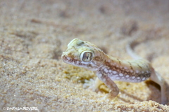 Stenodactylus petrii