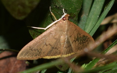 Archernis