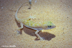 Stenodactylus petrii