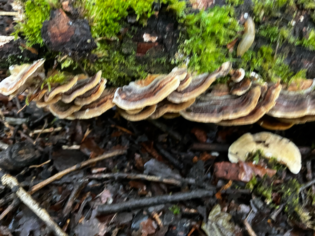 Trametes versicolor · May 2026 · photo: © adam24061 (iNaturalist, cc-by)