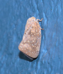 Metcalfa