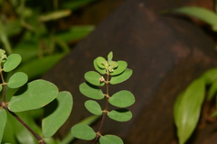 Euphorbia erythroclada