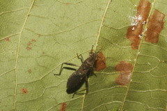 Burtinus notatipennis