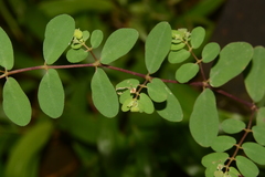 Euphorbia erythroclada