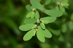 Euphorbia erythroclada