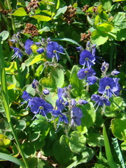 Veronica grandiflora