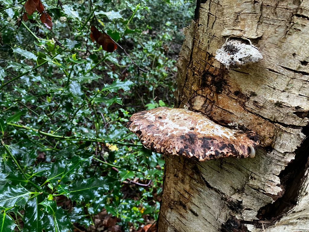 Fomitopsis betulina · May 2026 · photo: © adam24061 (iNaturalist, cc-by)