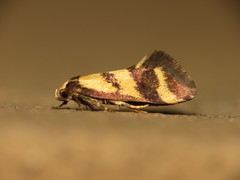 Olbonoma triptycha