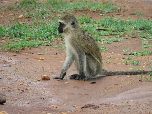 Vervet Monkey
