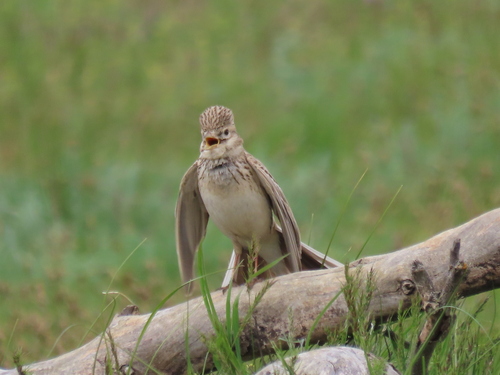 Turkestan Short-toed Lark, Яшкульский р-н, Респ. Калмыкия, Россия, photo 8 of 10