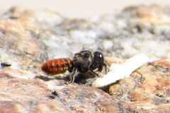 Megachile stulta