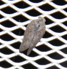 Metcalfa